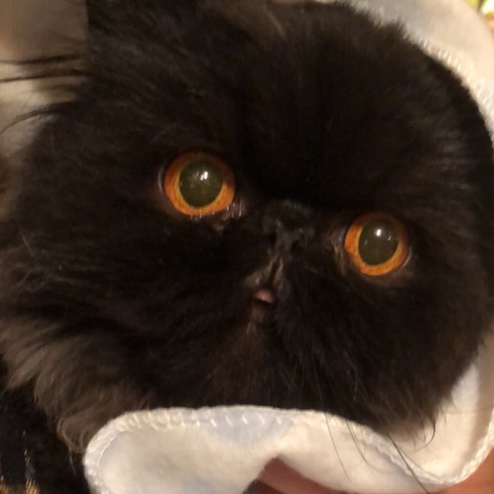 Meet your Posher, Aminah